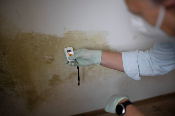 Best Attic Mold Removal  in , IA