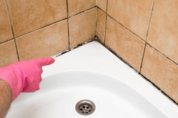 Best Mold Damage Repair  in , IA
